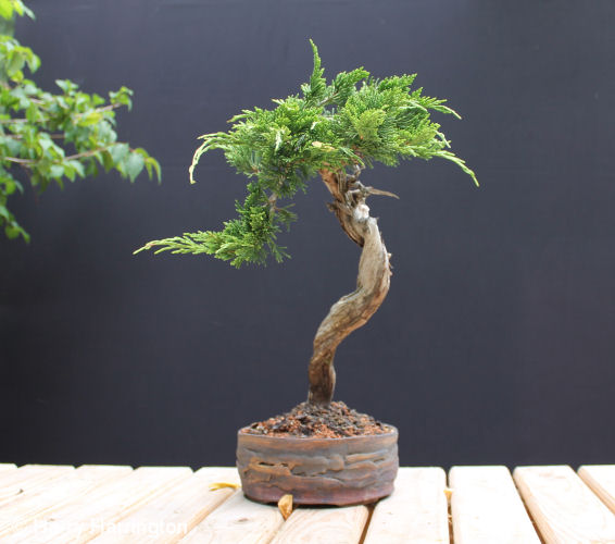 Juniper sabina literati bonsai